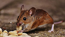 24 Hour & Emergency Exterminators in Jobs Corners, PA